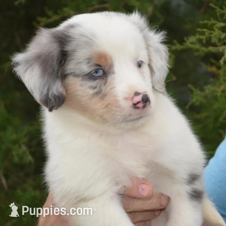 Casper  – Australian Shepherd puppy for sale in Mountain Grove, MO