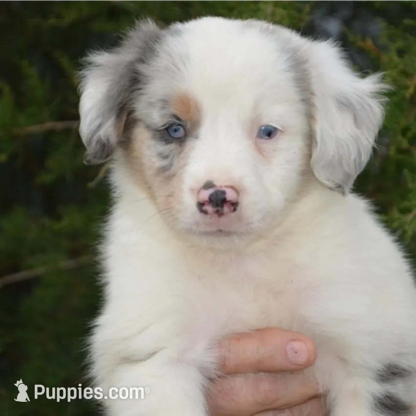 Casper , a male Australian Shepherd for sale in Mountain Grove, MO – Photo 2 of 3