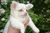 Biskit, a male Chihuahua for sale in Mountain Grove, MO – 2 of 3
