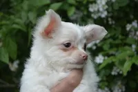 Biskit, a male Chihuahua for sale in Mountain Grove, MO – 3 of 3