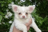 Biskit, a male Chihuahua for sale in Mountain Grove, MO – 1 of 3