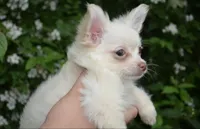 Finn, a male Chihuahua for sale in Mountain Grove, MO – 1 of 3