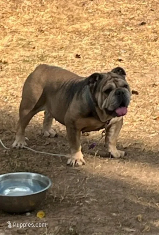 Helping a friend AKC – English Bulldog puppy for sale in Mountain Grove, MO