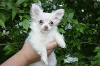 Finn, a male Chihuahua for sale in Mountain Grove, MO – 2 of 3