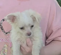 Biskit, a male Chihuahua for sale in Mountain Grove, MO – 2 of 5