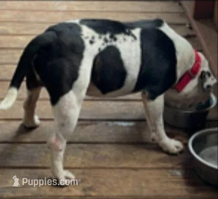 Helping a friend AKC, a male Staffordshire Bull Terrier for sale in Mountain Grove, MO – Photo 2 of 2