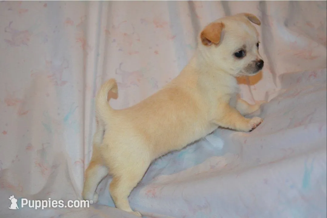 Princess, a female Chihuahua for sale in Mountain Grove, MO – Photo 2 of 3