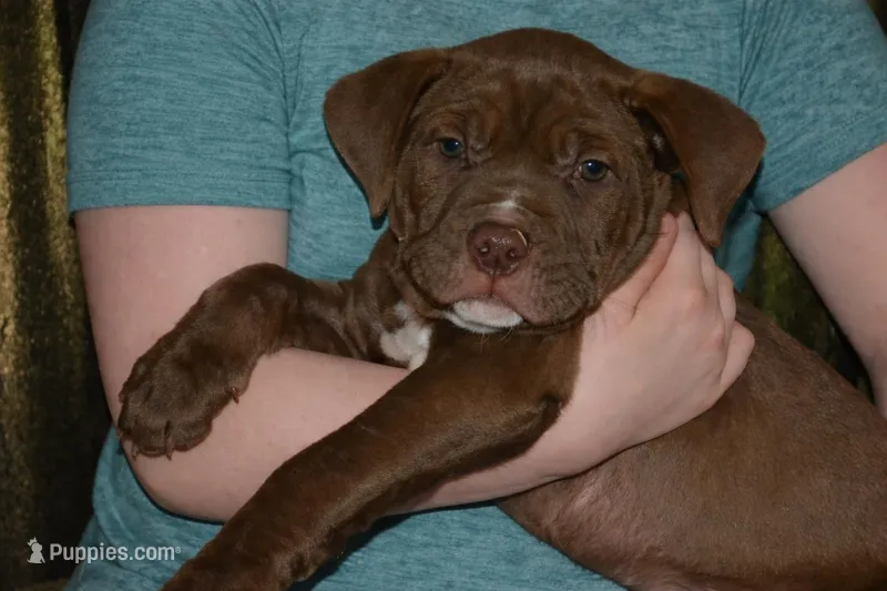 Brownie , a male American Bully for sale in Mountain Grove, MO – Photo 1 of 1