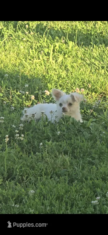 Biskit – Chihuahua puppy for sale in Mountain Grove, MO