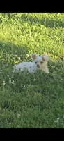 Biskit, a male Chihuahua for sale in Mountain Grove, MO – 1 of 5