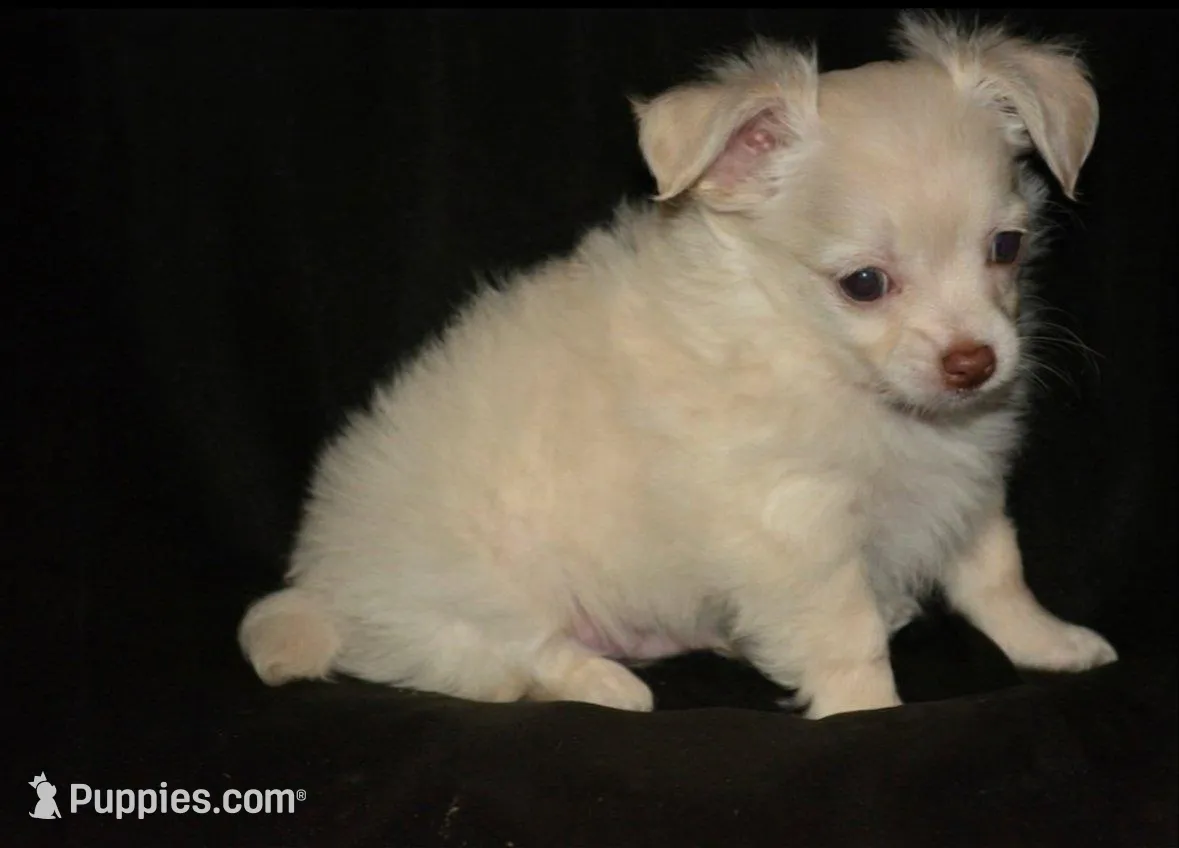Lotti , a male Chihuahua for sale in Mountain Grove, MO – Photo 2 of 2