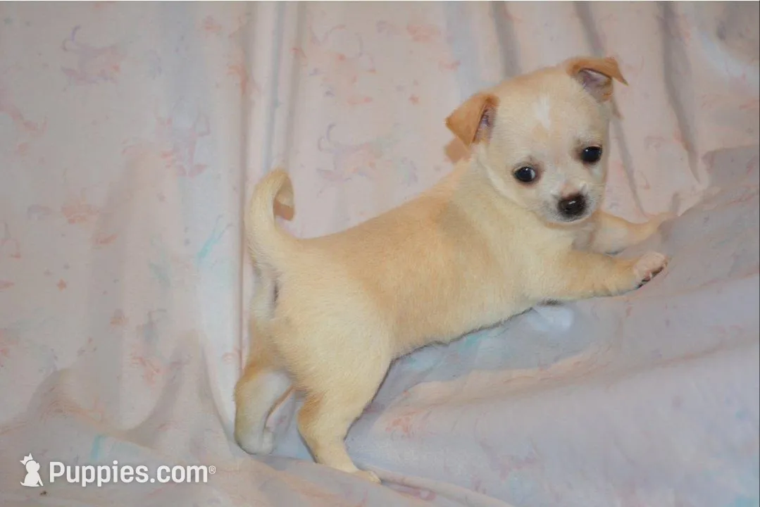 Princess, a female Chihuahua for sale in Mountain Grove, MO – Photo 3 of 3