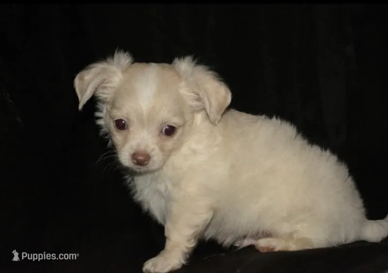 Biskit  – Chihuahua puppy for sale in Mountain Grove, MO