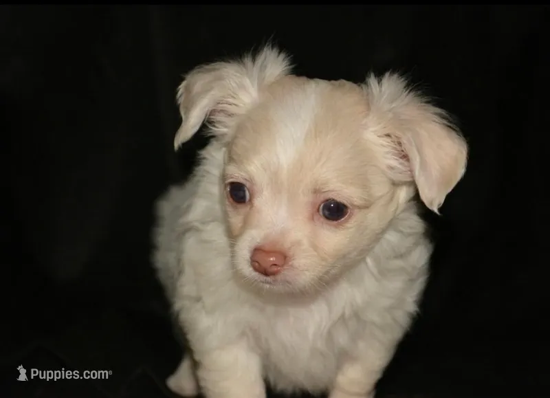 Biskit  – Chihuahua puppy for sale in Mountain Grove, MO