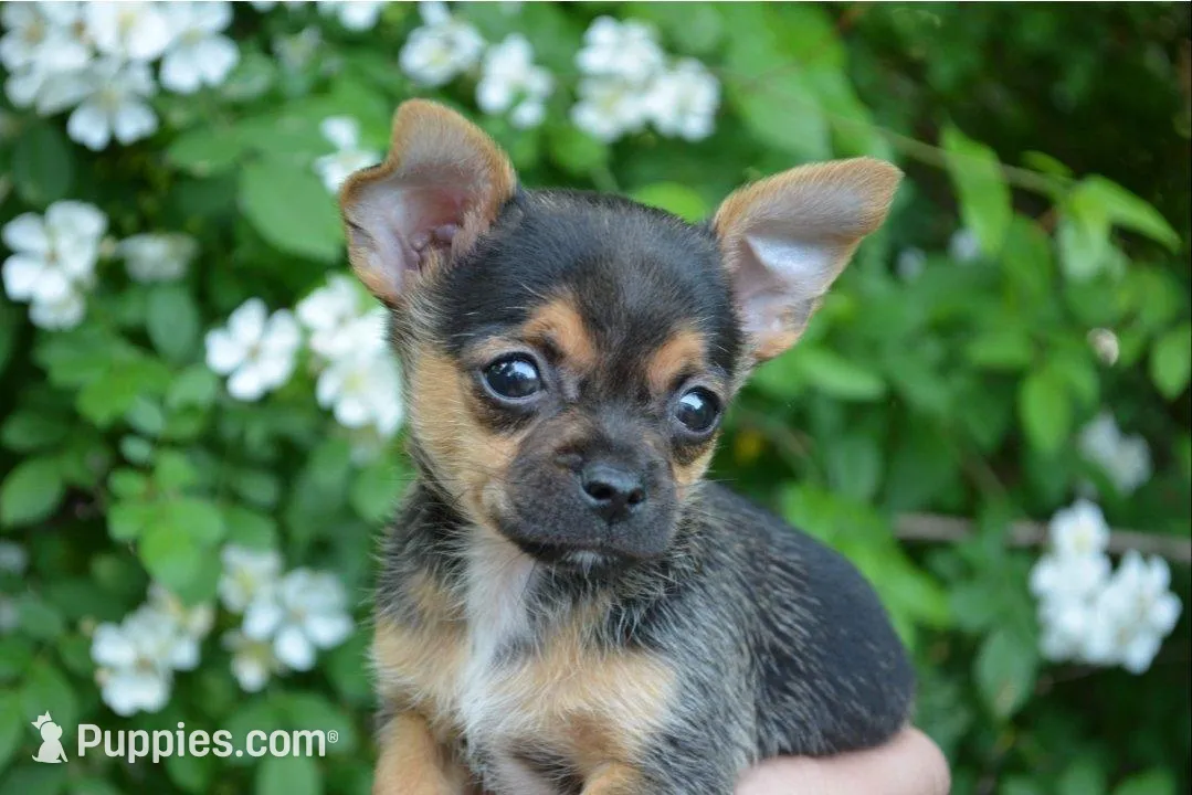 Poppi SUPER TINY, a male Chihuahua for sale in Mountain Grove, MO – Photo 2 of 7