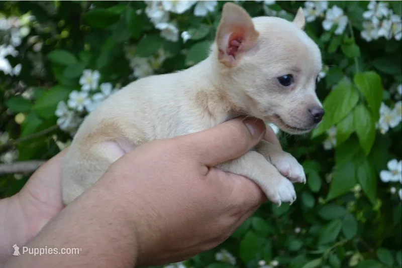 Gizmo – Chihuahua puppy for sale in Mountain Grove, MO