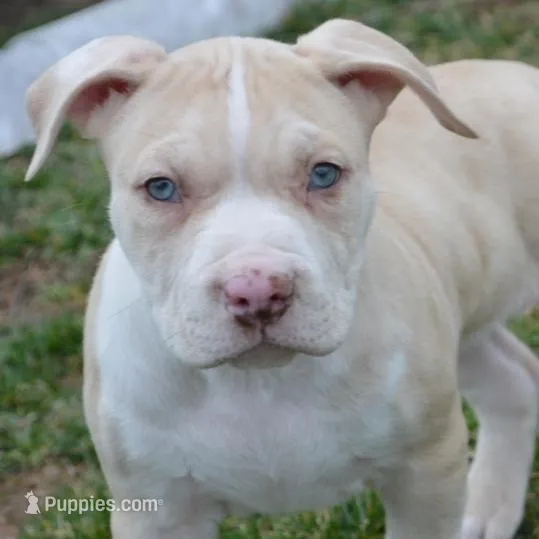 Prince Charming , a male American Bully for sale in Mountain Grove, MO – Photo 2 of 3