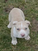 Prince Charming , a male American Bully for sale in Mountain Grove, MO – Photo 3 of 3