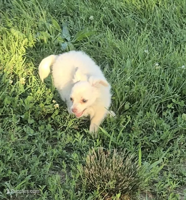 Finn – Chihuahua puppy for sale in Mountain Grove, MO