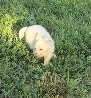 Finn, a male Chihuahua for sale in Mountain Grove, MO – 1 of 4