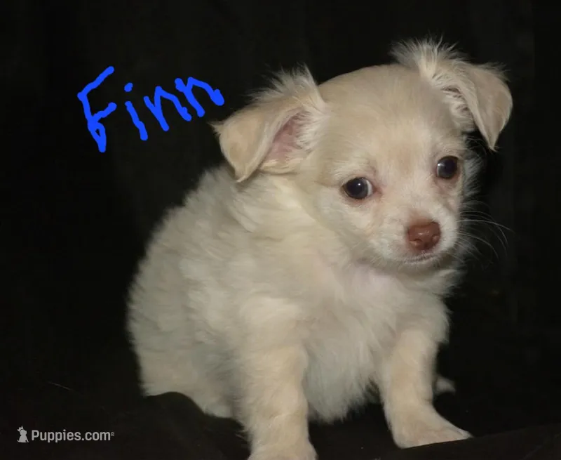 Lotti  – Chihuahua puppy for sale in Mountain Grove, MO