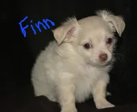 Lotti , a male Chihuahua for sale in Mountain Grove, MO – Photo 1 of 2