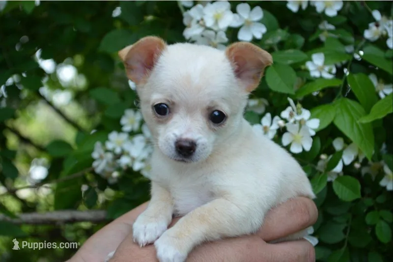 Princess – Chihuahua puppy for sale in Mountain Grove, MO