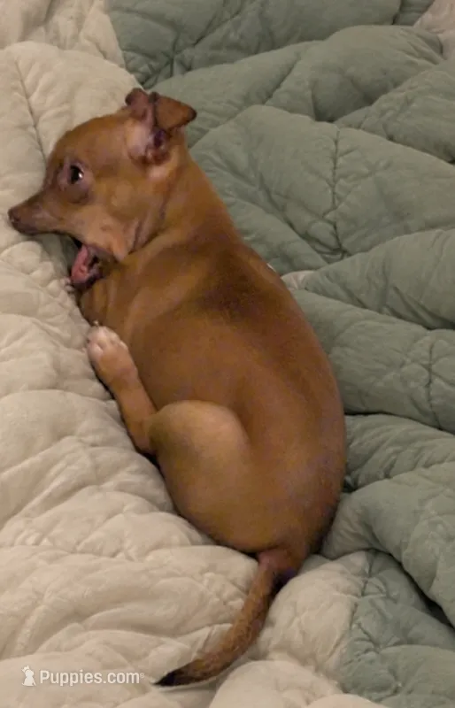 Maya – Chihuahua puppy for sale in Mountain Grove, MO