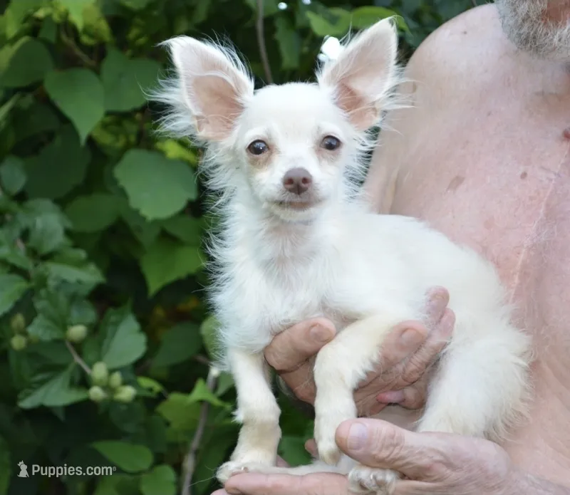 Finny – Chihuahua puppy for sale in Mountain Grove, MO