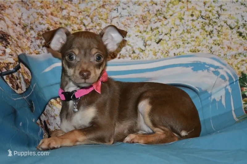 Hersea  – Chihuahua puppy for sale in Mountain Grove, MO