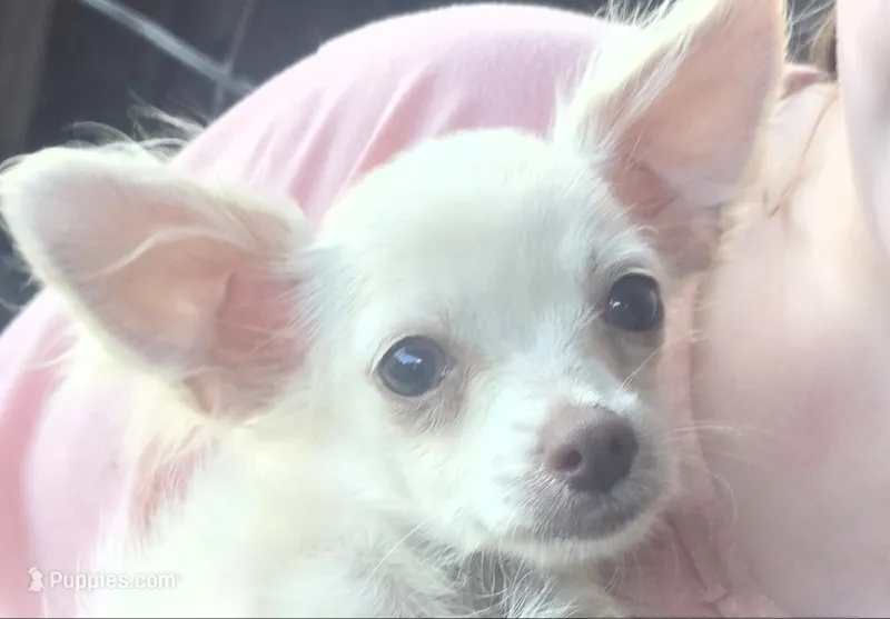 Finny – Chihuahua puppy for sale in Mountain Grove, MO