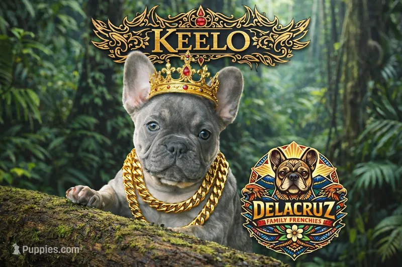 Keelo – French Bulldog puppy for sale in Modesto, CA