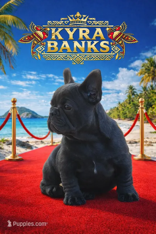 Kyra Banks – French Bulldog puppy for sale in Modesto, CA