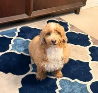 Milky Way, a male Poodle - Toy  for sale in Kalamazoo, MI – Photo 1 of 3