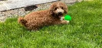 Milky Way, a male Poodle - Toy  for sale in Kalamazoo, MI – Photo 3 of 3