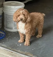 Milky Way, a male Poodle - Toy  for sale in Kalamazoo, MI – Photo 2 of 3