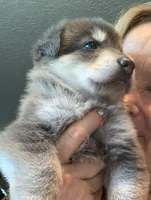 processed/3d61c319-6351-4930-9166-6aec8d320ed3/listing/3dc77bd6-4625-4a00-ba2a-11598f81d0a0/1b1155e9-44d4-470b-9d17-e42fe6710824