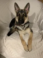 Krypto , a male German Shepherd Dog for sale in Weirsdale, FL – 9 of 10