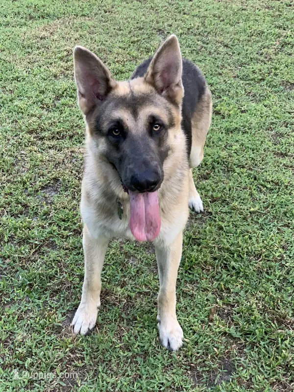 RIVER – German Shepherd Dog puppy for sale in Weirsdale, FL