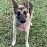 RIVER, a male German Shepherd Dog for sale in Weirsdale, FL – Photo 6 of 7