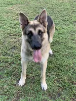 RIVER, a male German Shepherd Dog for sale in Weirsdale, FL – Photo 6 of 7