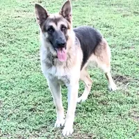 RIVER, a male German Shepherd Dog for sale in Weirsdale, FL – Photo 5 of 7