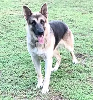 RIVER, a male German Shepherd Dog for sale in Weirsdale, FL – Photo 5 of 7