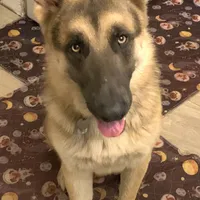 RIVER, a male German Shepherd Dog for sale in Weirsdale, FL – Photo 7 of 7