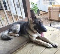 RIVER, a male German Shepherd Dog for sale in Weirsdale, FL – Photo 9 of 10
