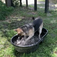 RIVER, a male German Shepherd Dog for sale in Weirsdale, FL – Photo 3 of 7