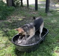 RIVER, a male German Shepherd Dog for sale in Weirsdale, FL – Photo 3 of 7