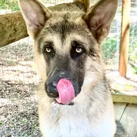 RIVER, a male German Shepherd Dog for sale in Weirsdale, FL – Photo 1 of 7