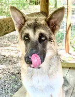 RIVER, a male German Shepherd Dog for sale in Weirsdale, FL – Photo 1 of 7