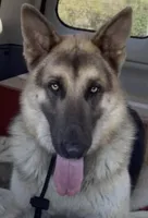 RIVER, a male German Shepherd Dog for sale in Weirsdale, FL – Photo 10 of 10